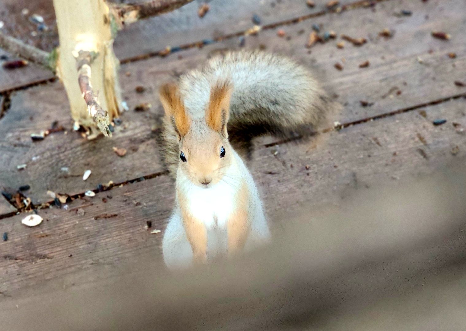 белки в парке, ликино-дулево, орехово-зуевский округ,