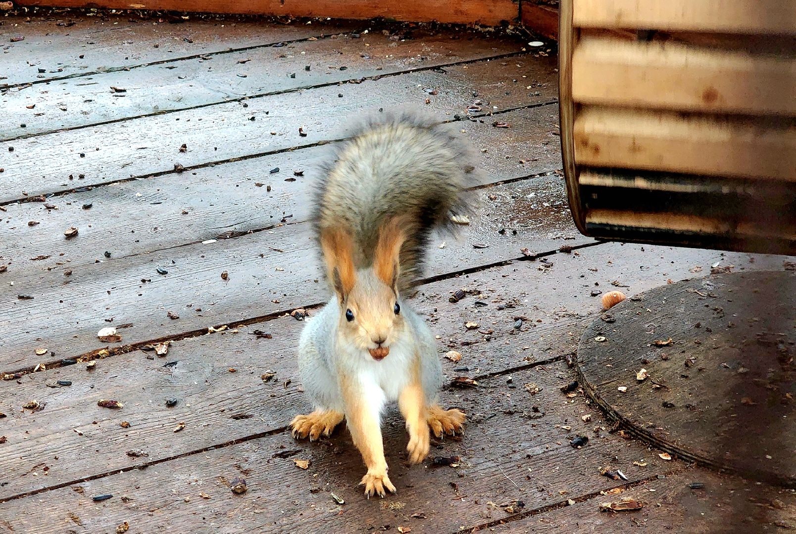 белки в парке, ликино-дулево, орехово-зуевский округ,