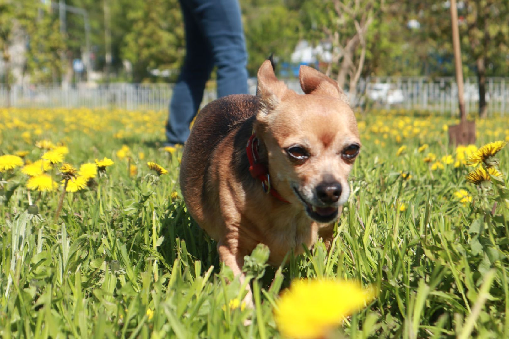 Пущино, Лес Победы, экология