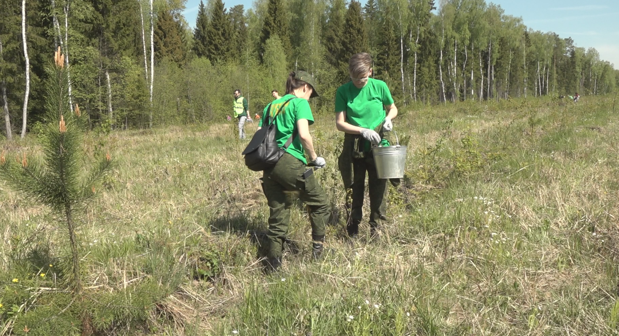 Лес Победы, Домодедово, акция