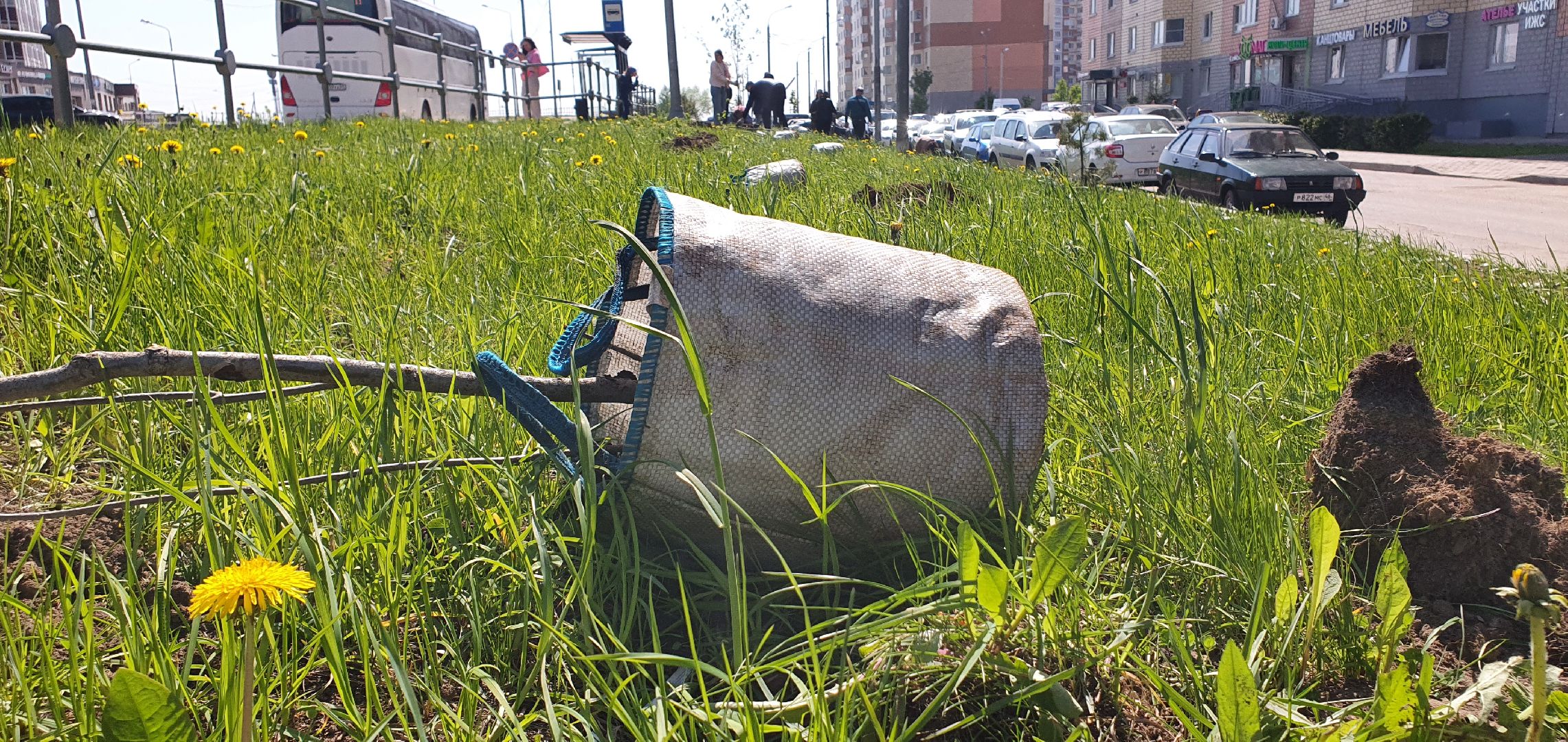 Лес Победы, Домодедово, акция