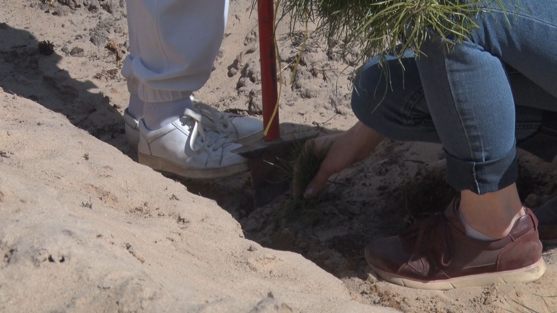 Лес Победы, акция, Орехово-Зуево, Заголовацкий, Коркин, посадка леса