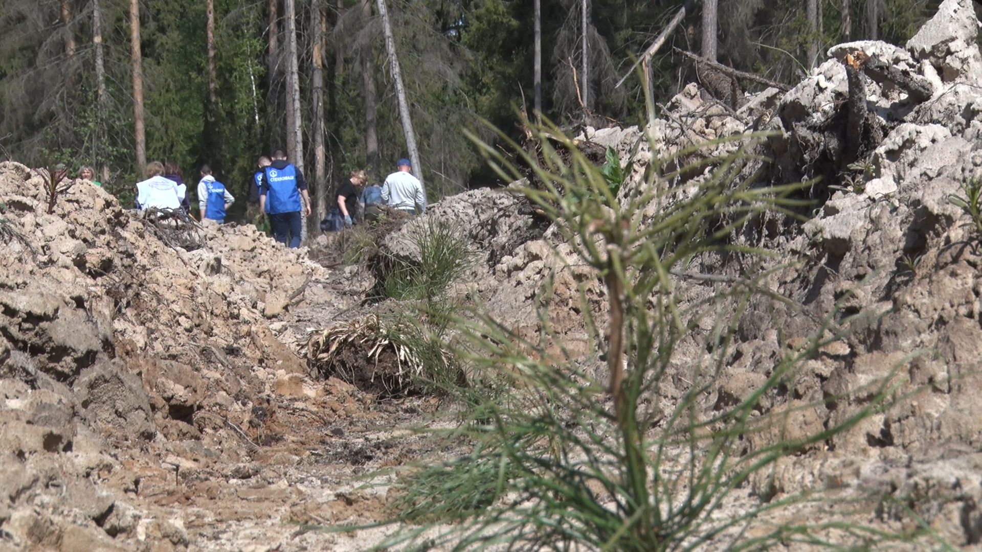 Лес Победы, акция, Орехово-Зуево, Заголовацкий, Коркин, посадка леса