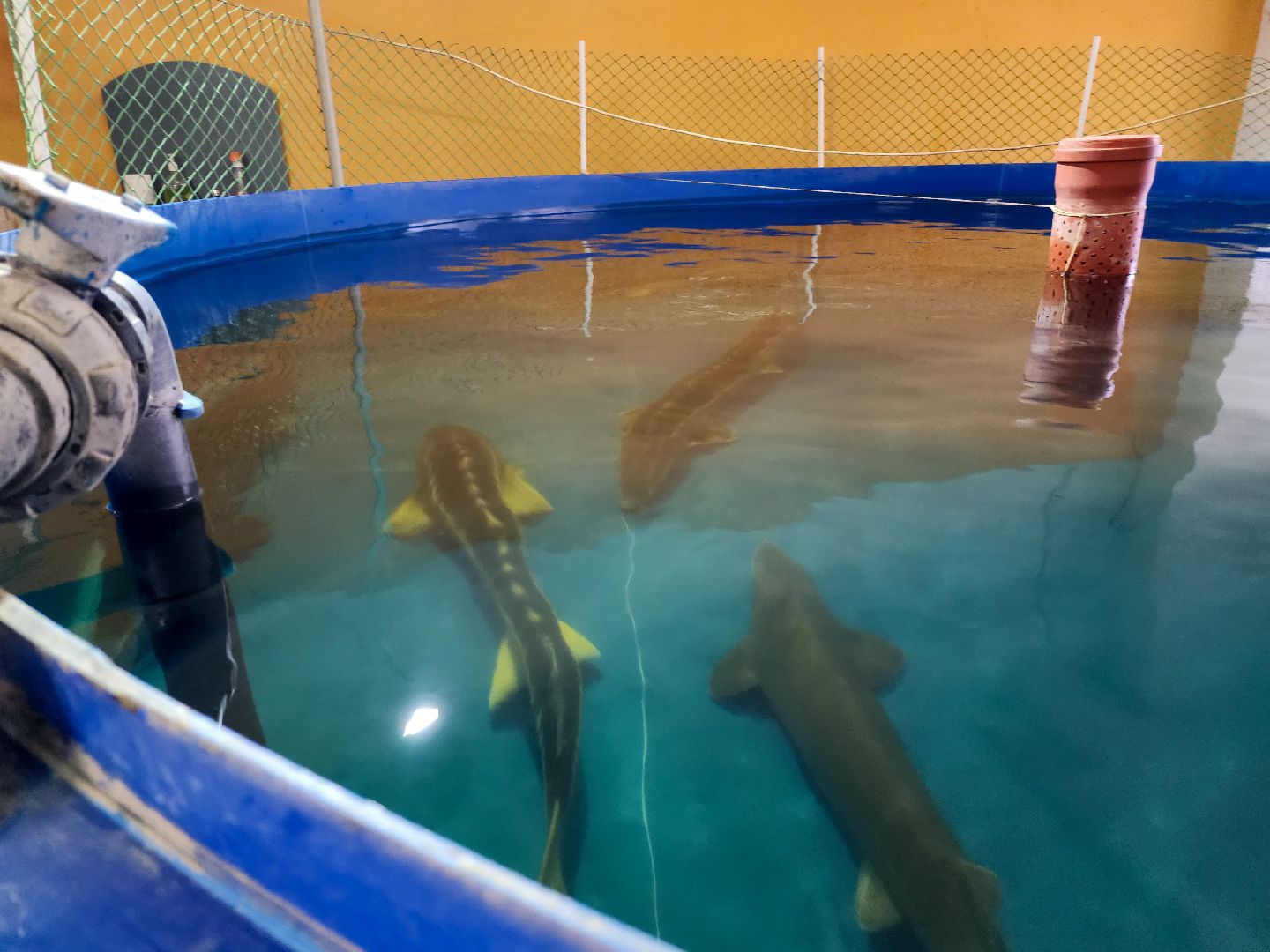 Подольск, виж имени эрнста, Осетр, Рыбы, Наука, Ученый, Премия,