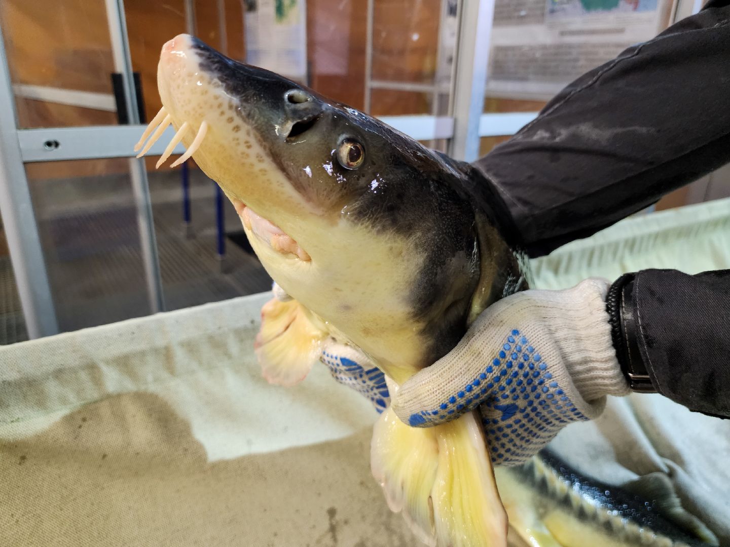 Подольск, виж имени эрнста, Осетр, Рыбы, Наука, Ученый, Премия,