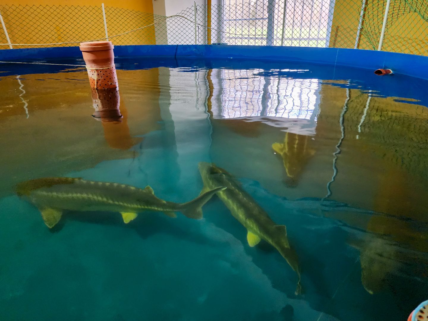 Подольск, виж имени эрнста, Осетр, Рыбы, Наука, Ученый, Премия,