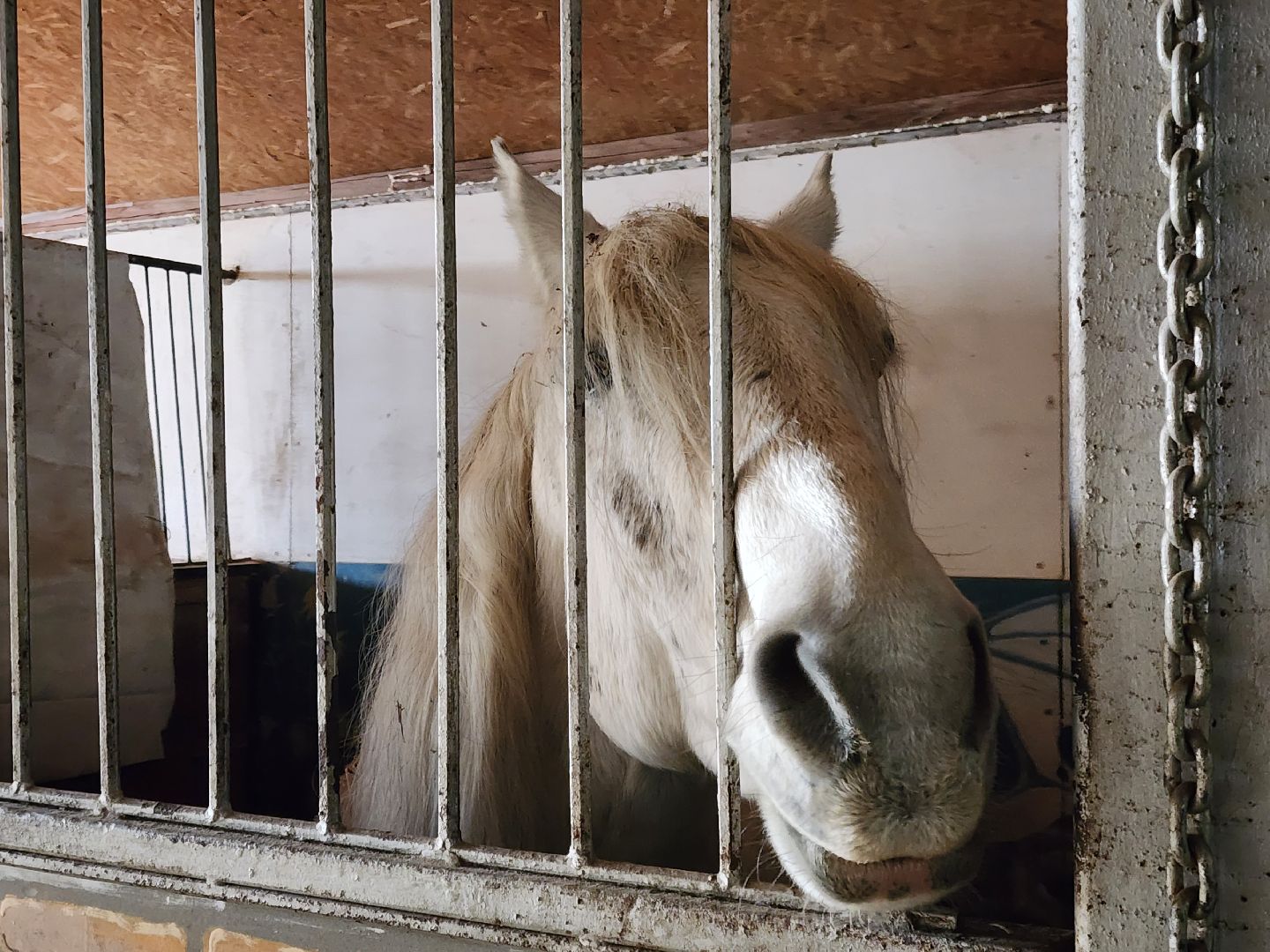 ногинск, мамонтово, конный клуб, лощади, дети,