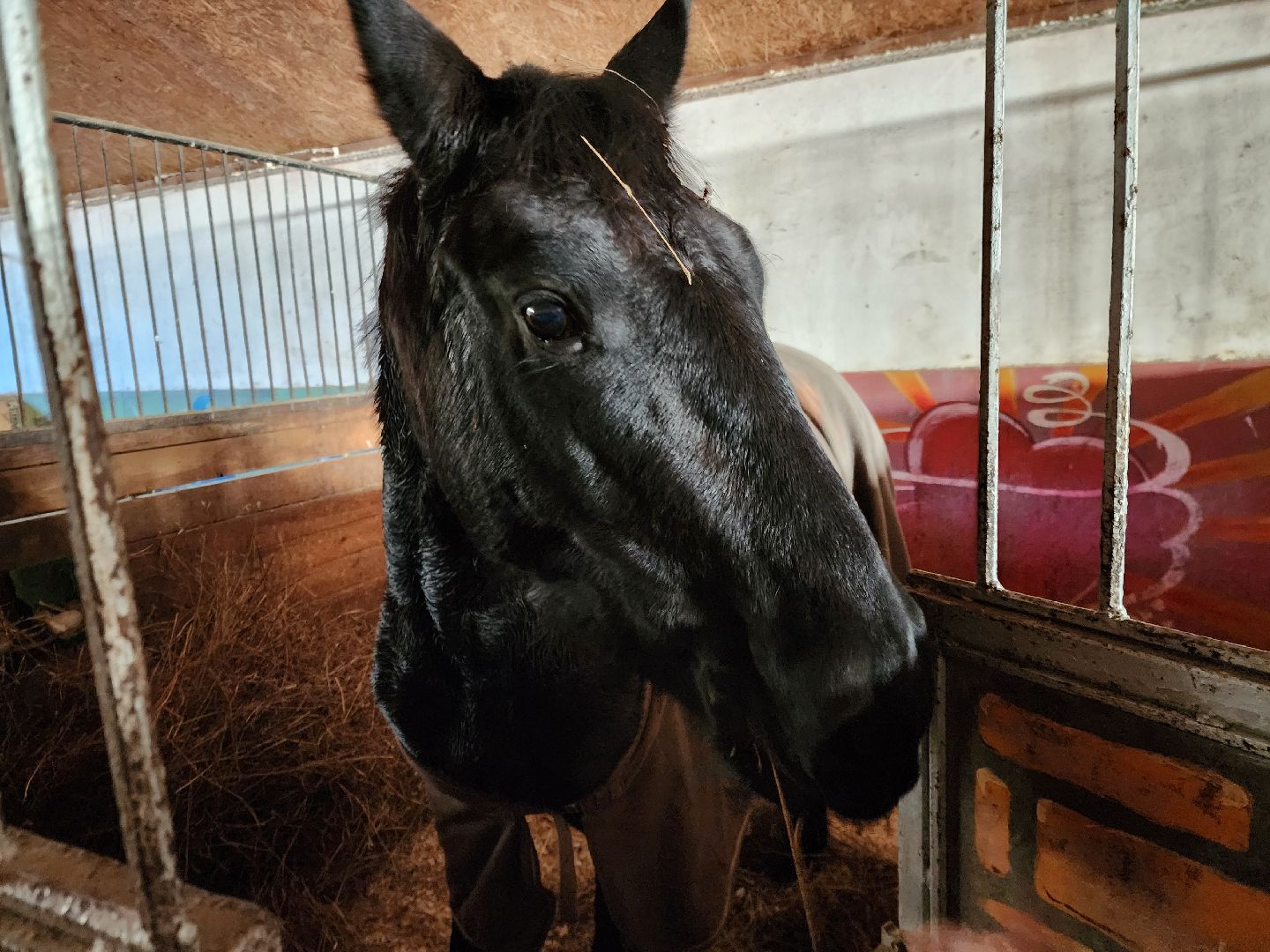 ногинск, мамонтово, конный клуб, лощади, дети,