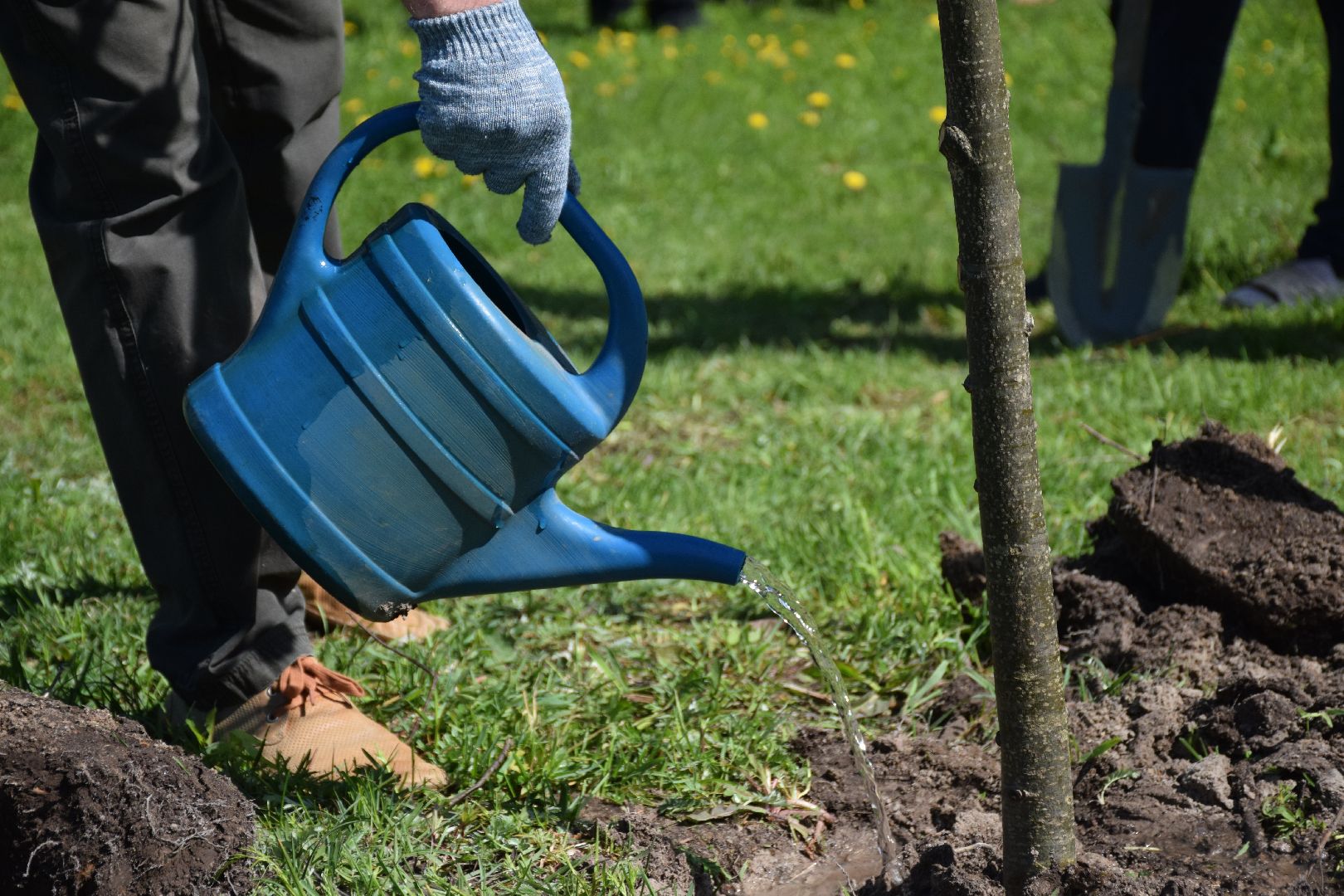 Павловский Посад, городской округ Павловский Посад, Лес Победы, акция, деревья