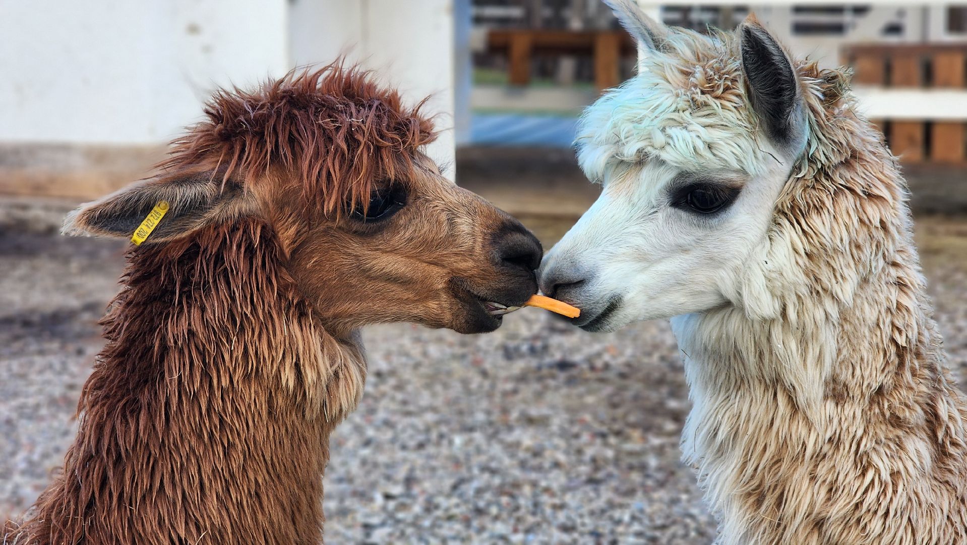 семьи сво, дети, лосино-петровский,