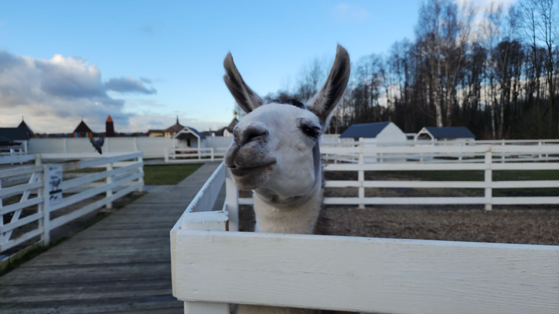семьи сво, дети, лосино-петровский,
