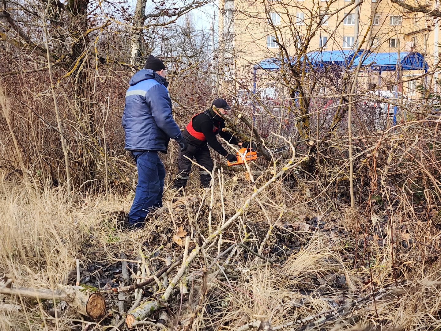 фрязино, удаление аварийных деревьев, мбу городское хозяйство, последствия непогоды,