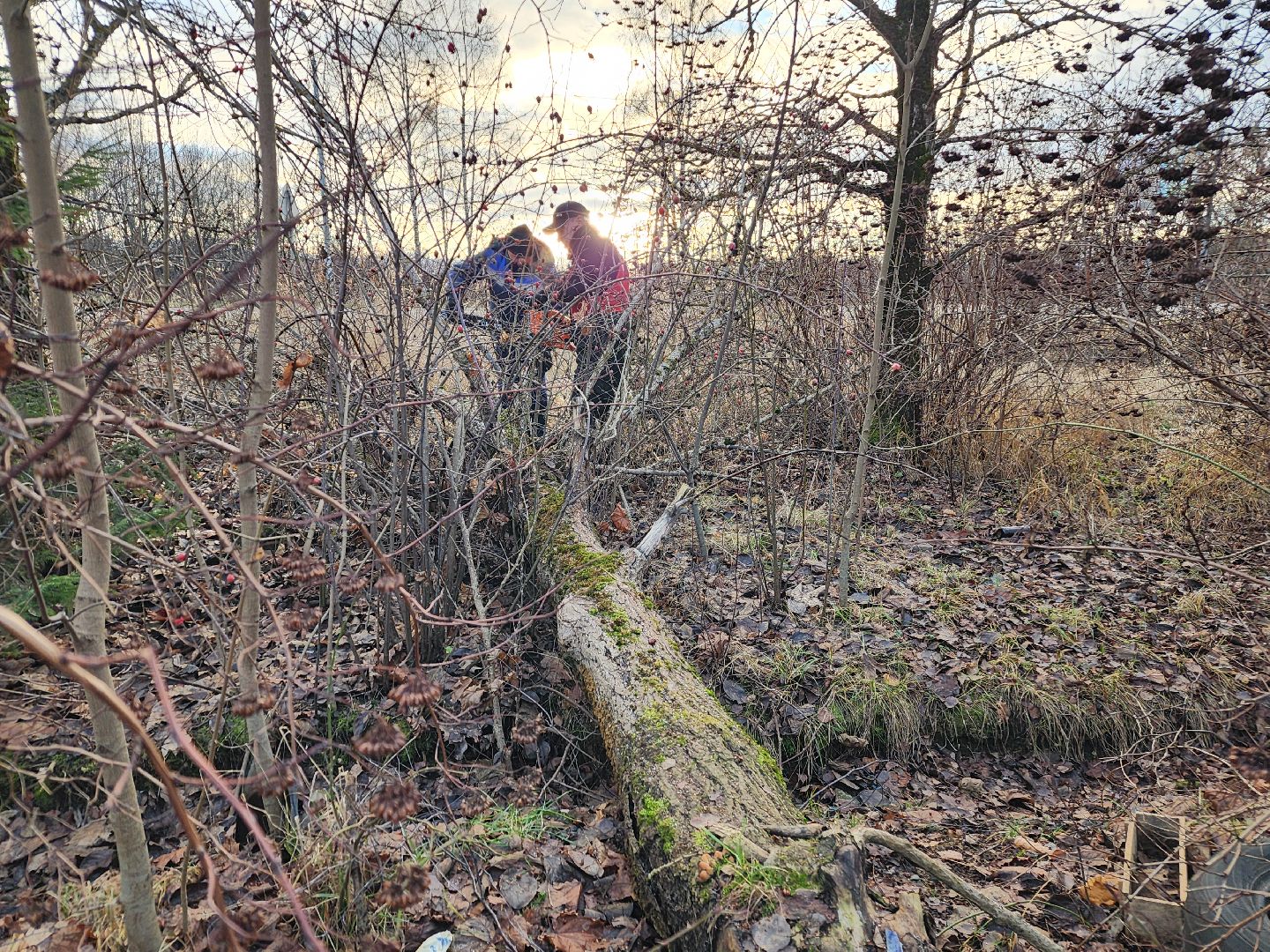 фрязино, удаление аварийных деревьев, мбу городское хозяйство, последствия непогоды,
