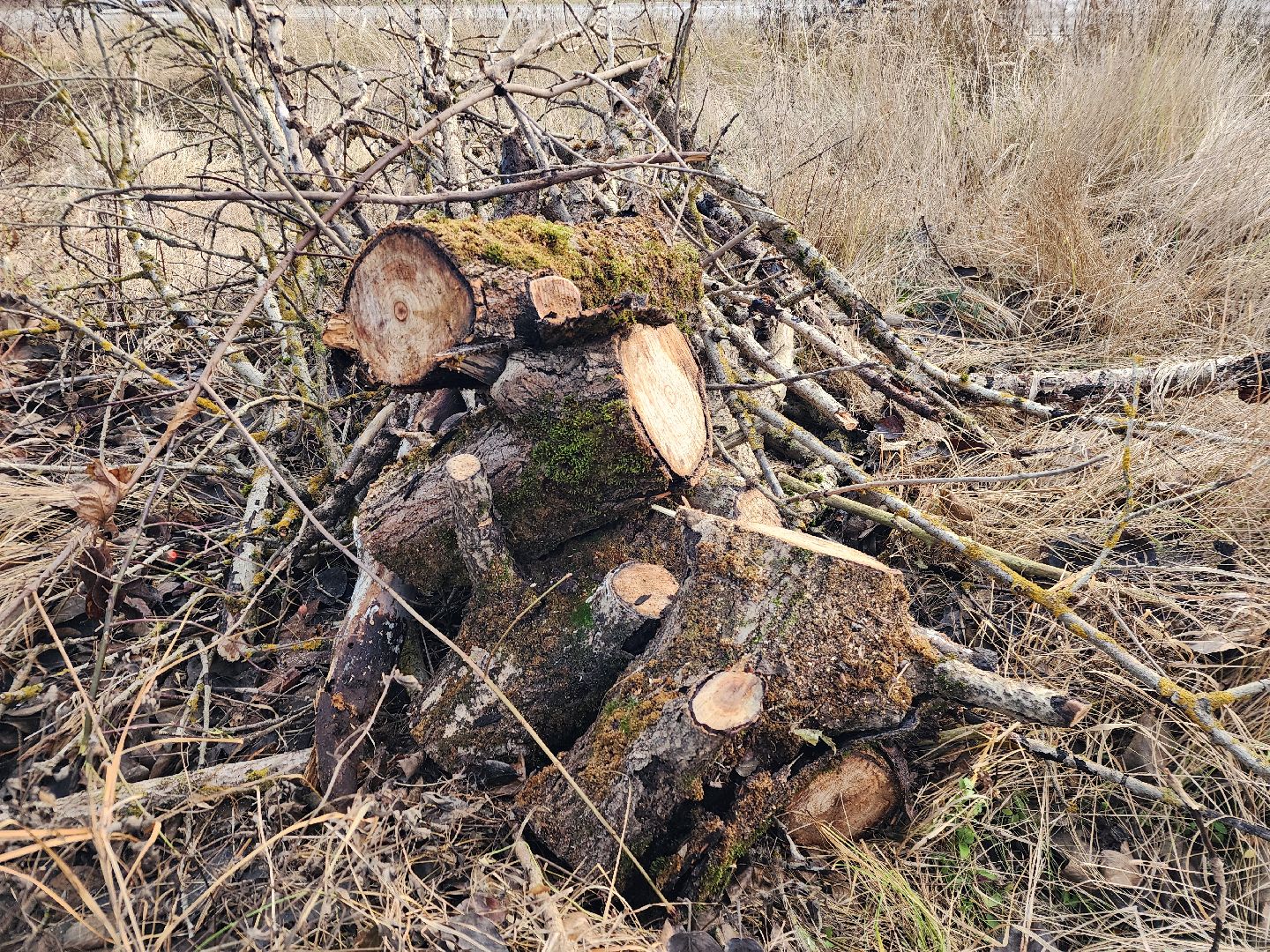 фрязино, удаление аварийных деревьев, мбу городское хозяйство, последствия непогоды,