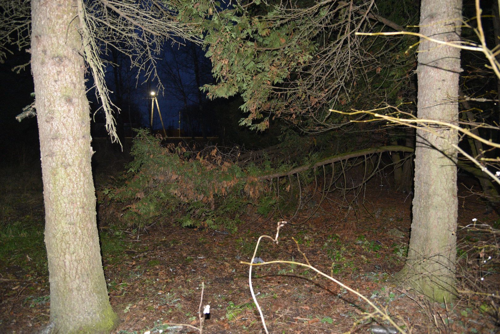 лотошино, выездная администрация, упавшие деревья, благоустройство,