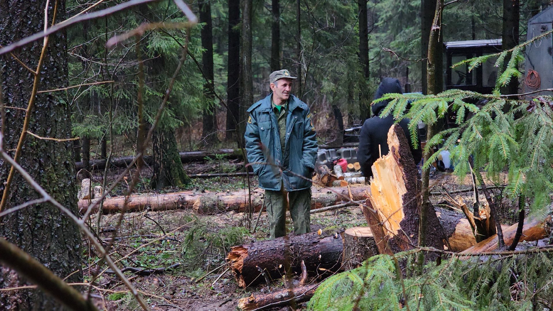 Руза, Мособллес, кремлевская елка,
