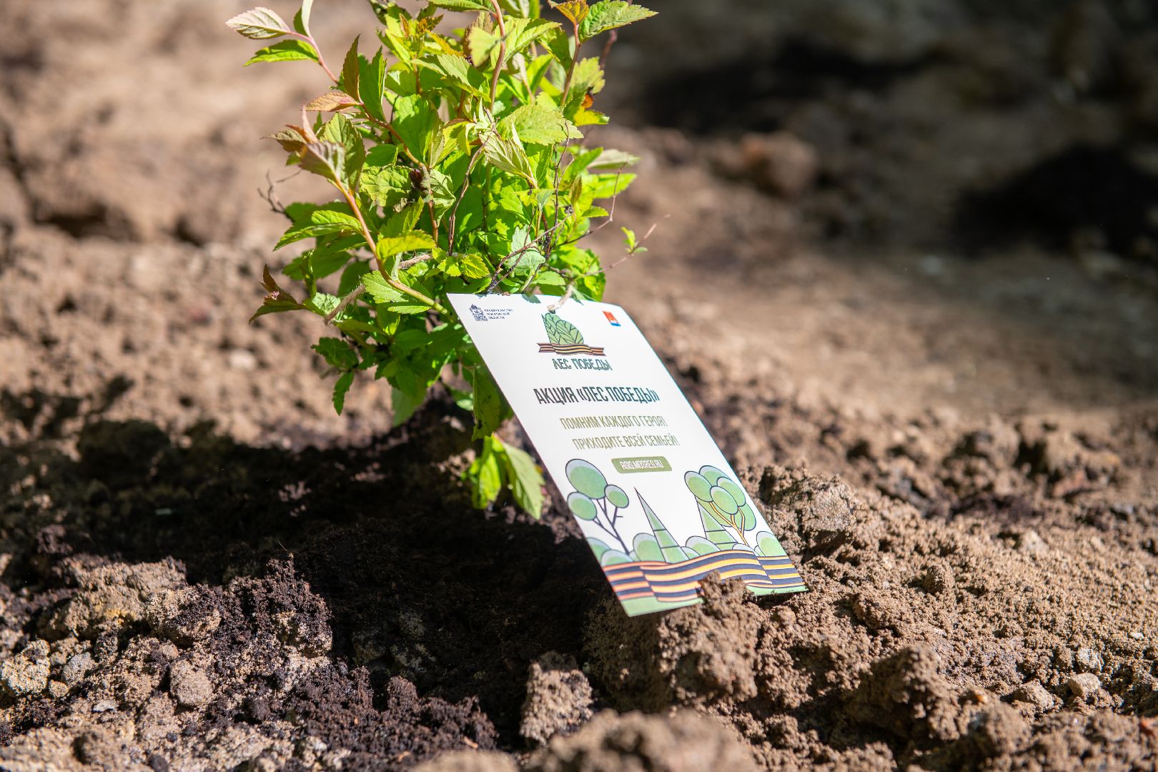 лыткарино, общество, лес победы,