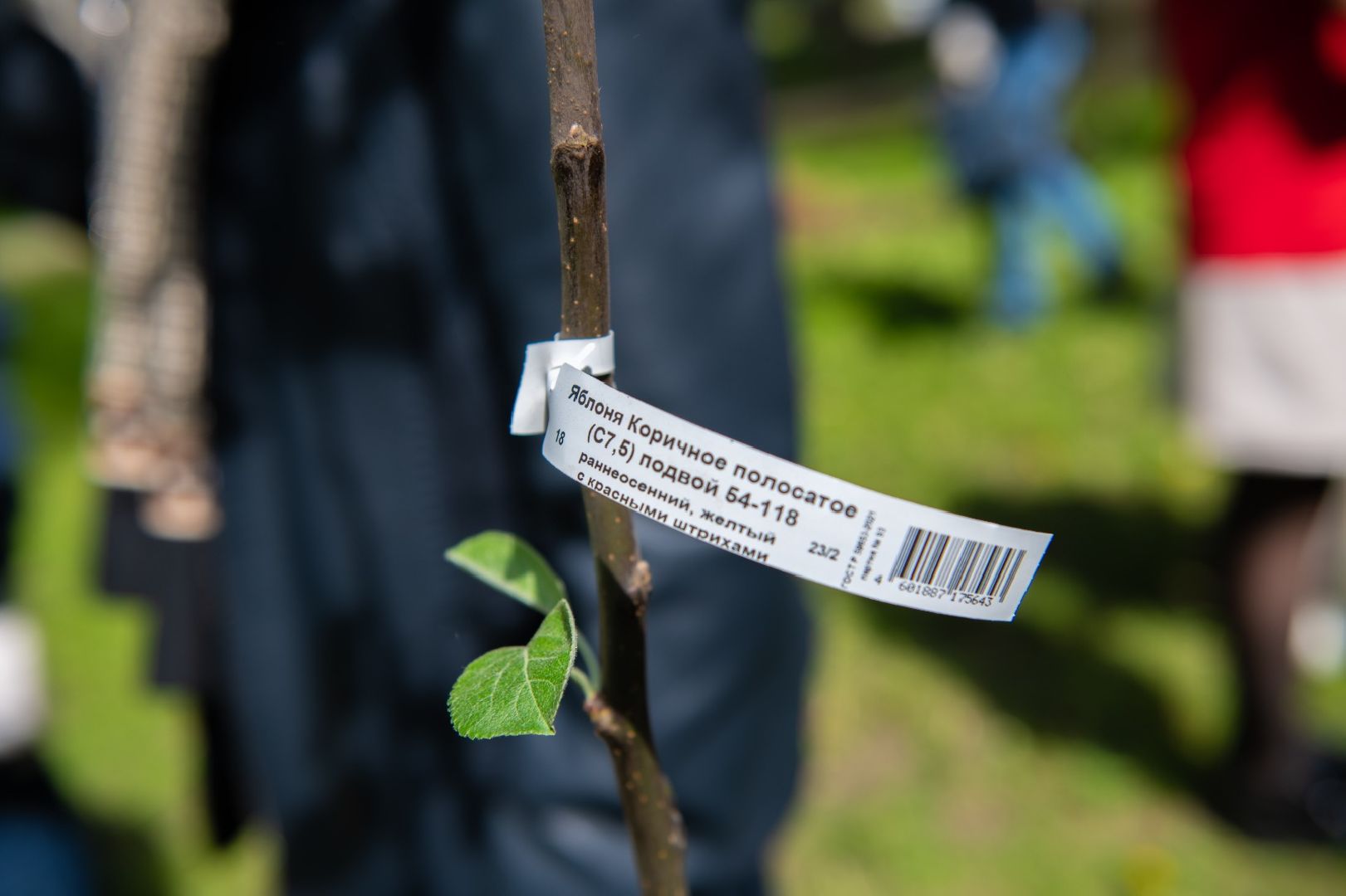 лыткарино, общество, лес победы,