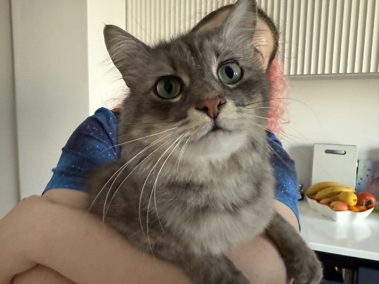 Котельники, Животные, Кошки, Зима, Помощь ,