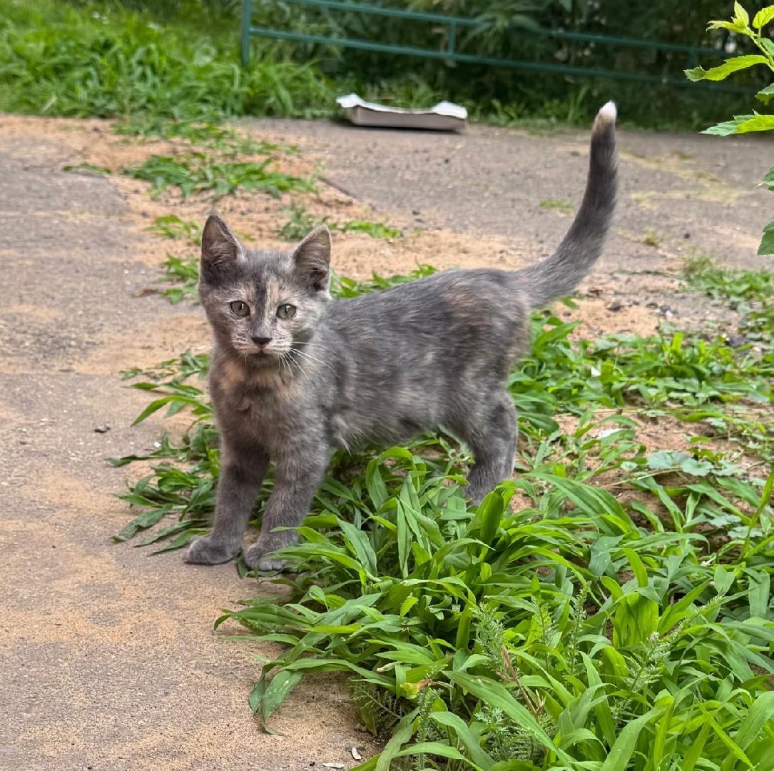 Котельники, Животные, Кошки, Зима, Помощь ,