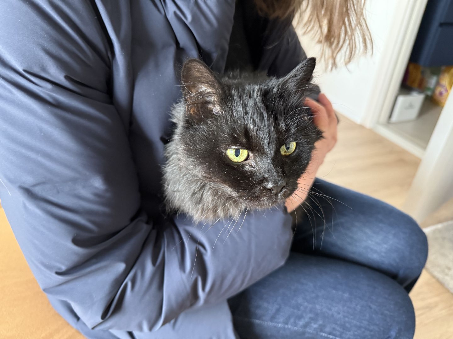 Котельники, Животные, Кошки, Зима, Помощь ,