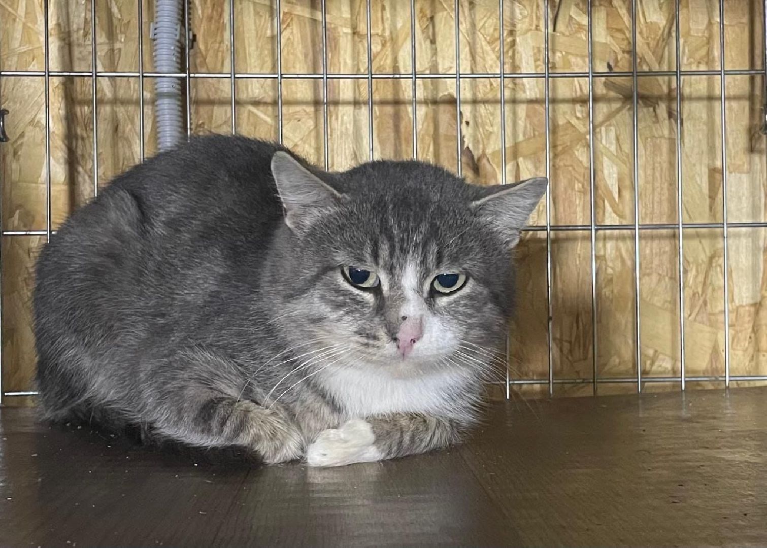 Котельники, Животные, Кошки, Зима, Помощь ,