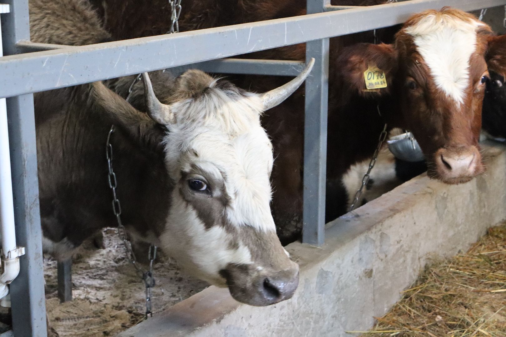 серебряные пруды, минсельхоз мо, КФХ, грант, агростартап,