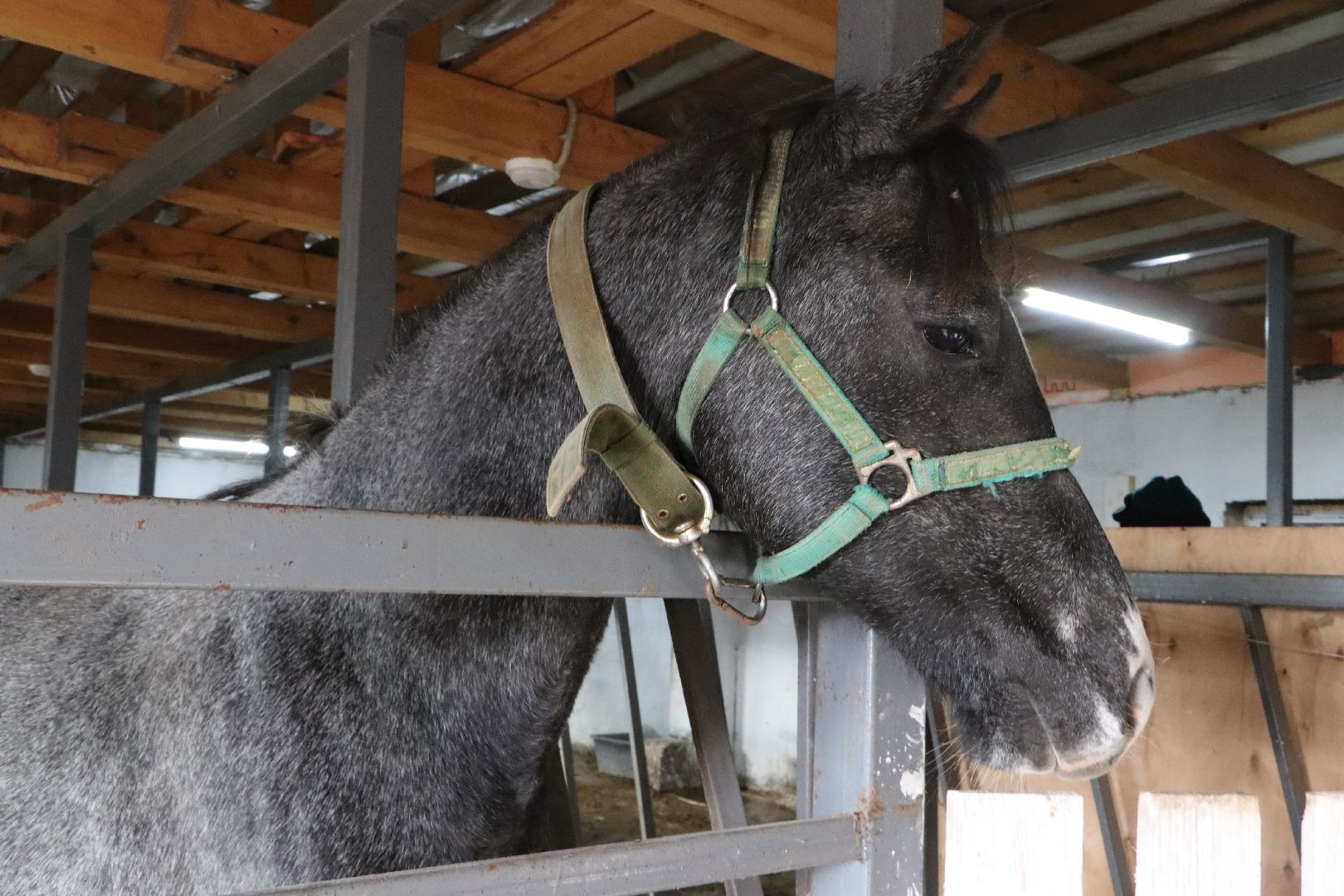 серебряные пруды, минсельхоз мо, КФХ, грант, агростартап,