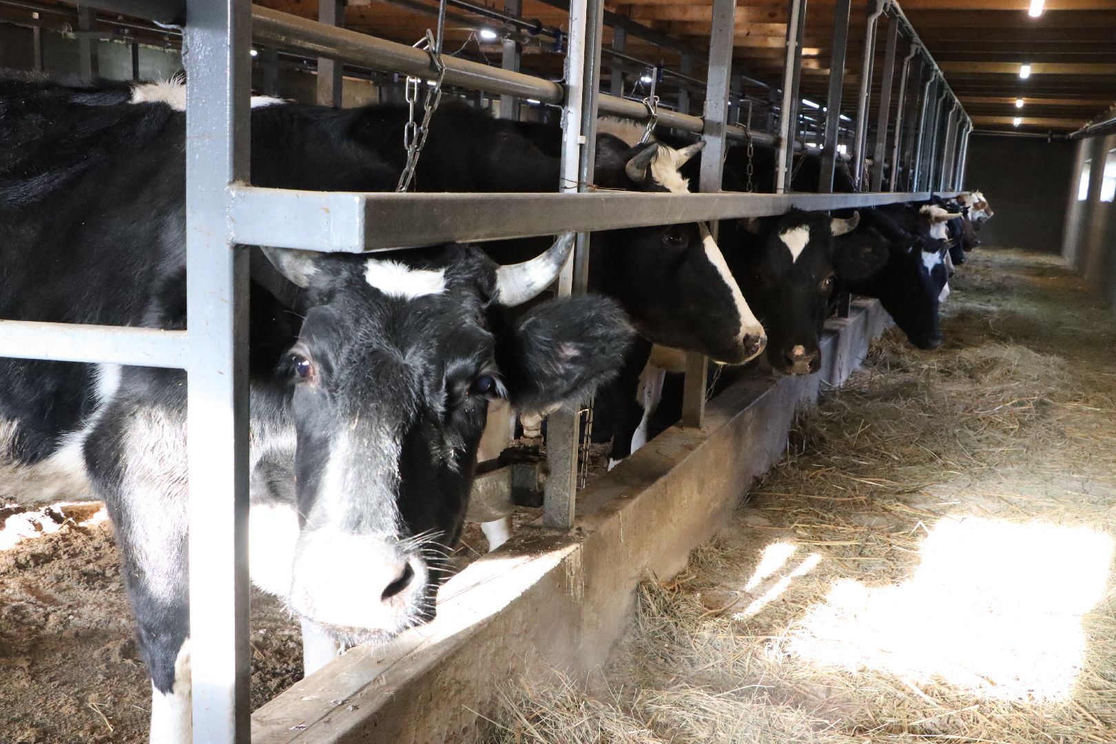 серебряные пруды, минсельхоз мо, КФХ, грант, агростартап,