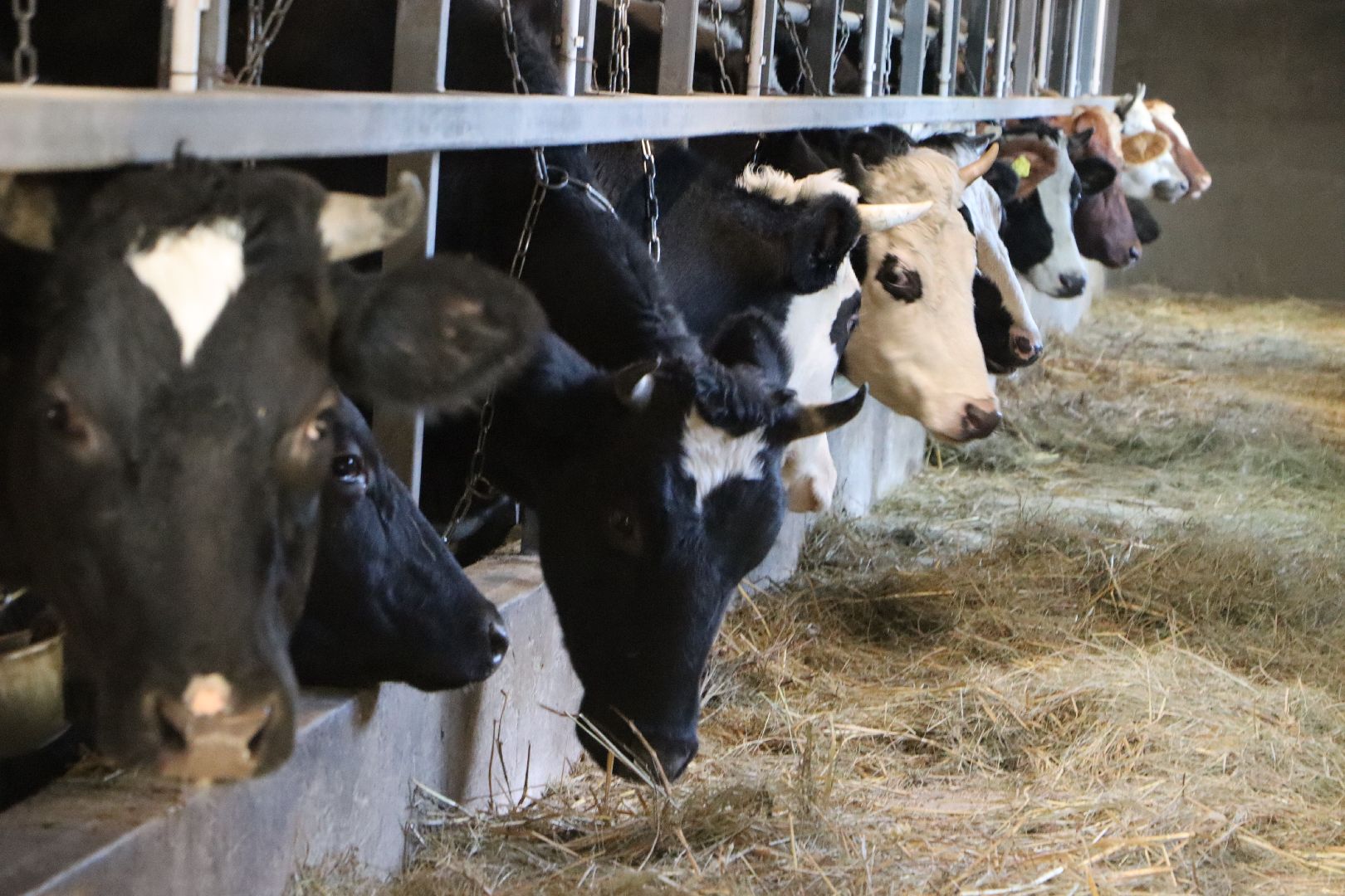 серебряные пруды, минсельхоз мо, КФХ, грант, агростартап,