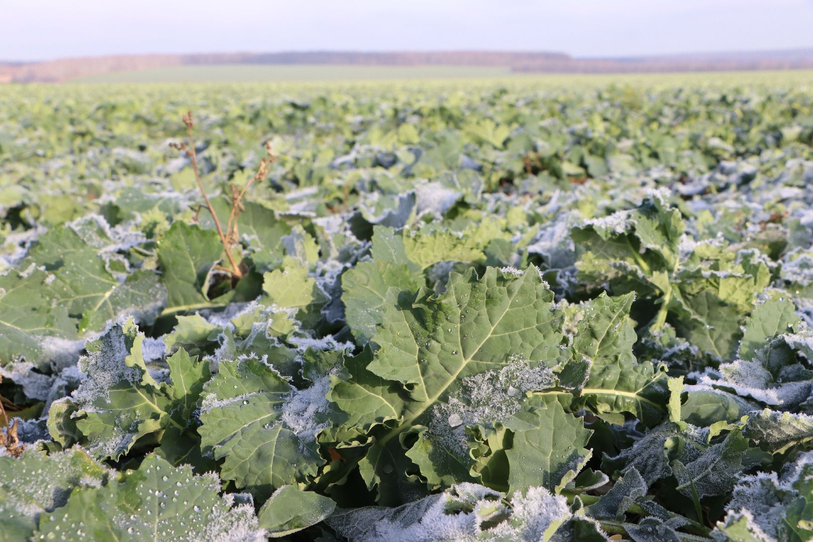серебряные пруды, урожай 2026, посевная, озимые, рапс, пшеница, сельское хозяйство, растеневодство,