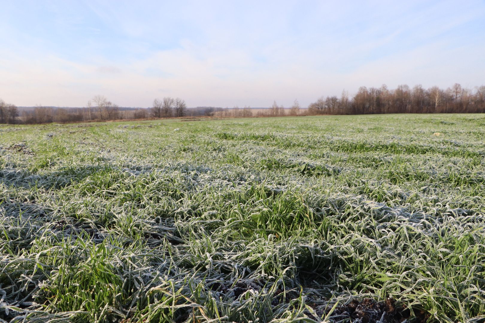 серебряные пруды, урожай 2026, посевная, озимые, рапс, пшеница, сельское хозяйство, растеневодство,