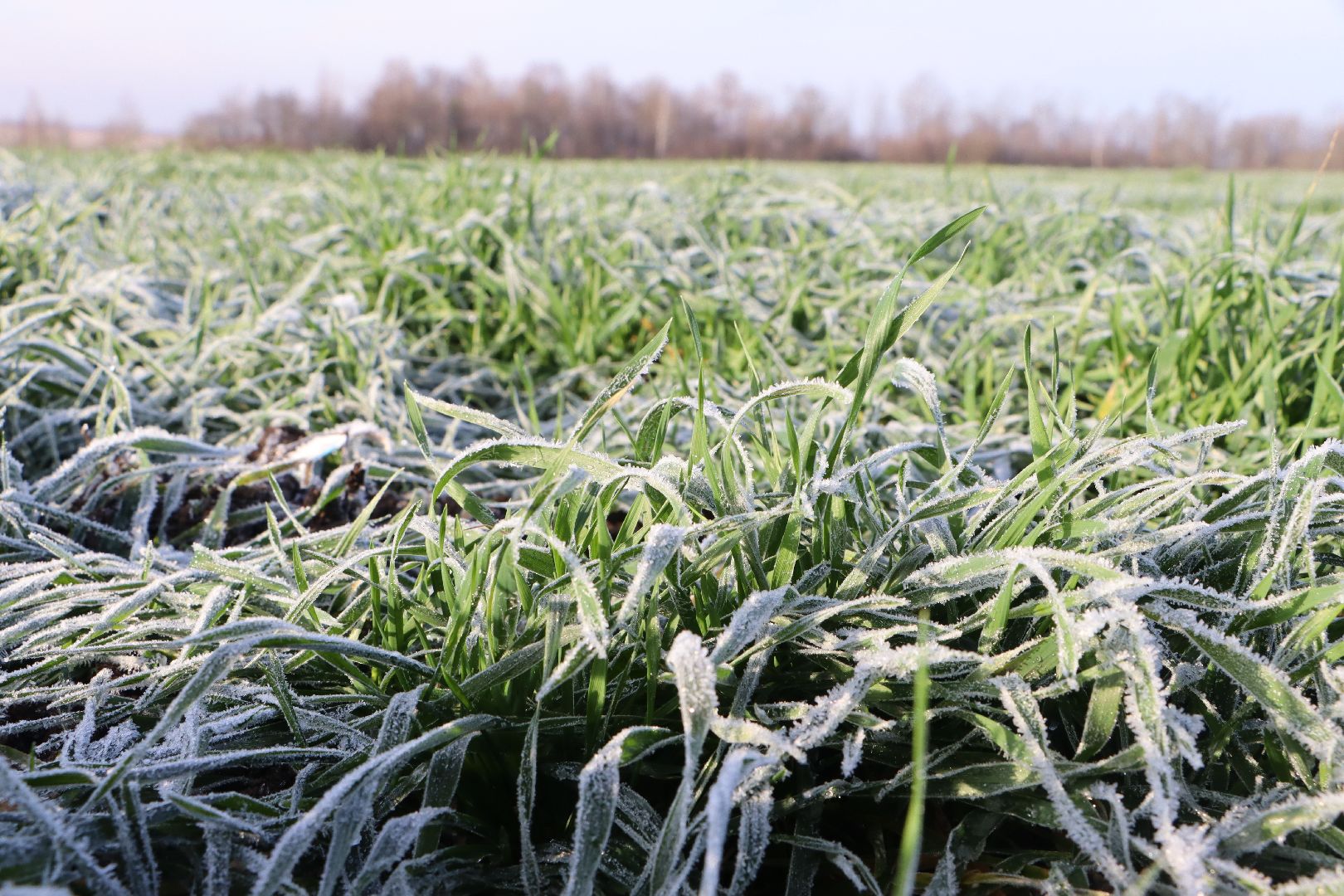 серебряные пруды, урожай 2026, посевная, озимые, рапс, пшеница, сельское хозяйство, растеневодство,