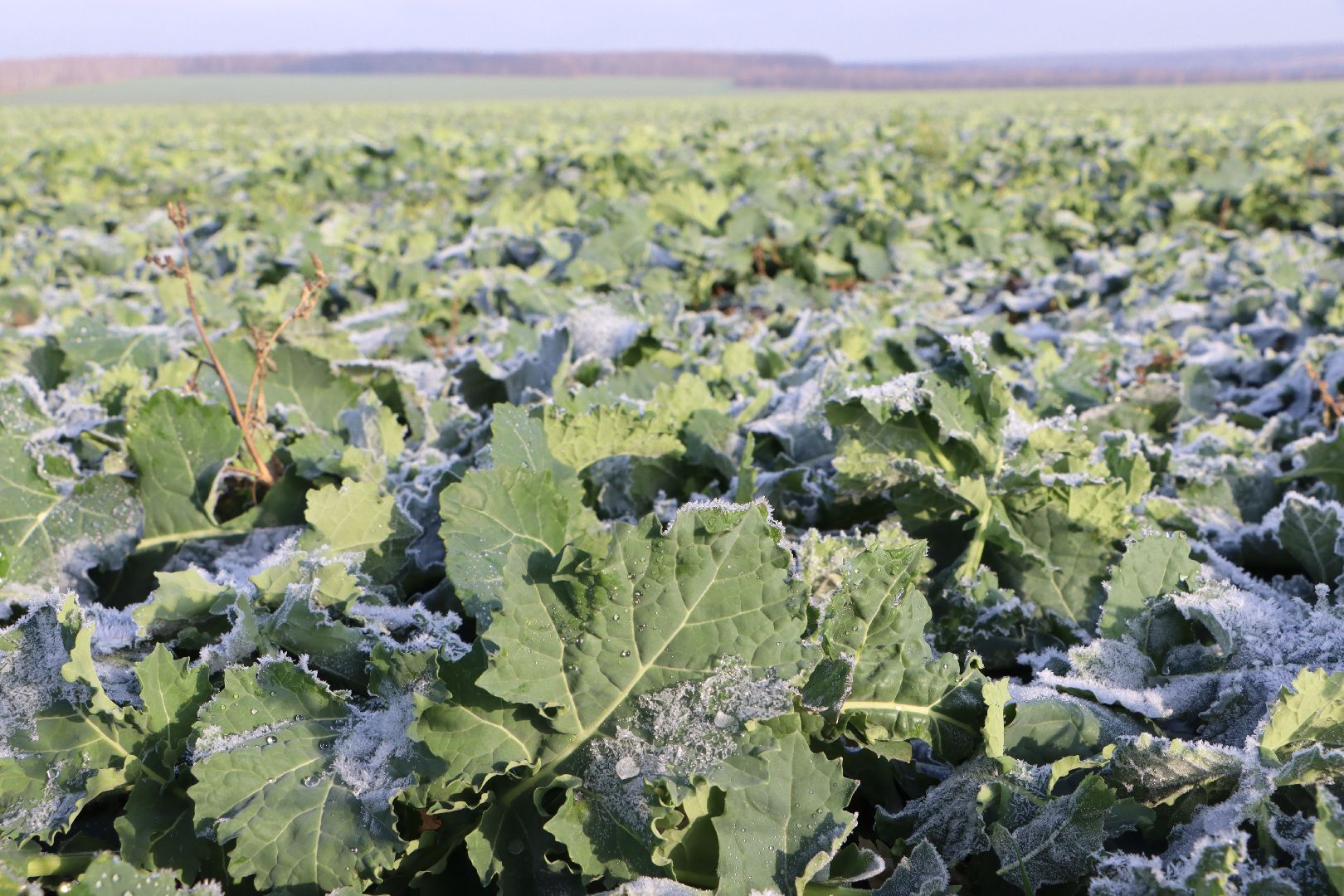 серебряные пруды, урожай 2026, посевная, озимые, рапс, пшеница, сельское хозяйство, растеневодство,