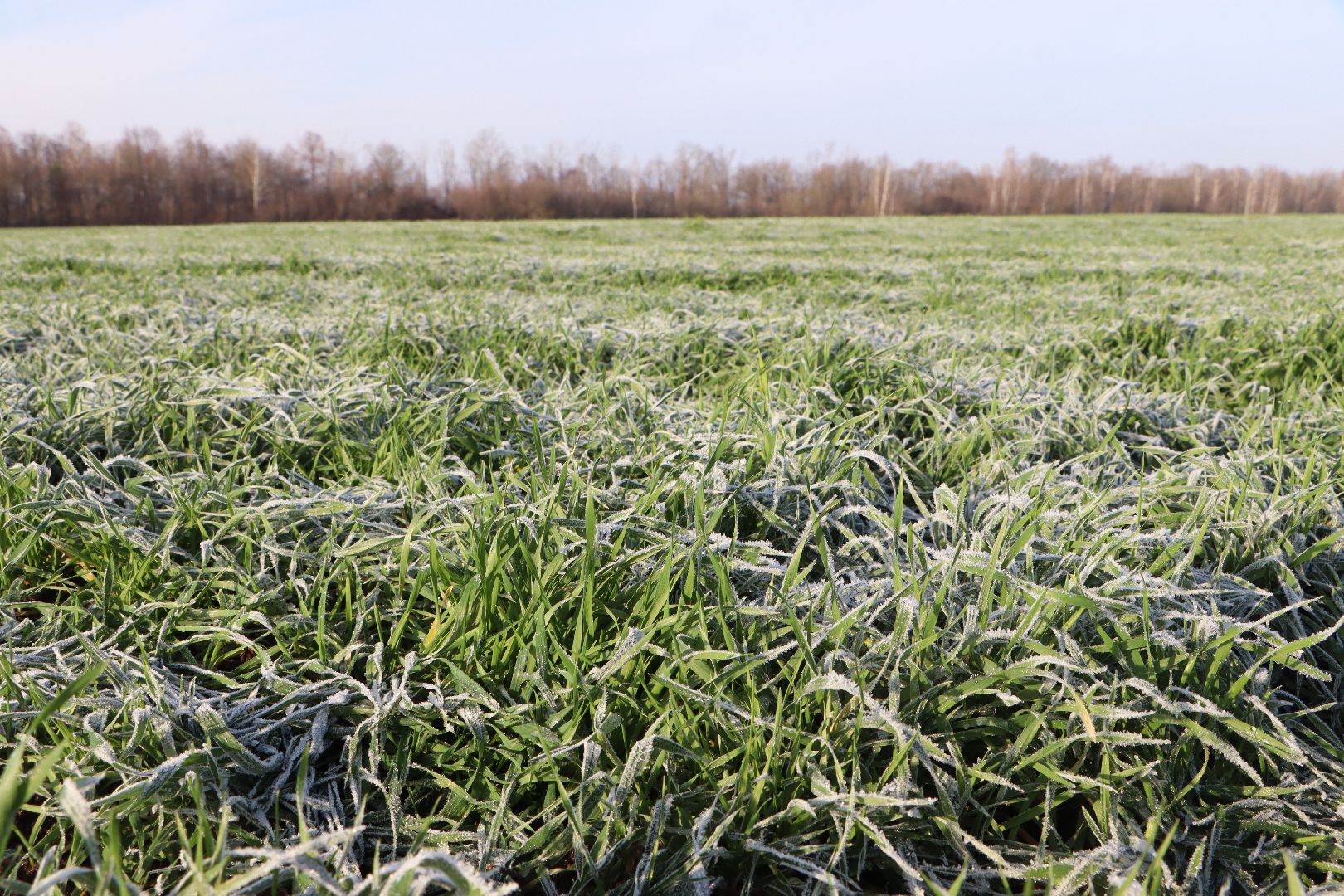 серебряные пруды, урожай 2026, посевная, озимые, рапс, пшеница, сельское хозяйство, растеневодство,