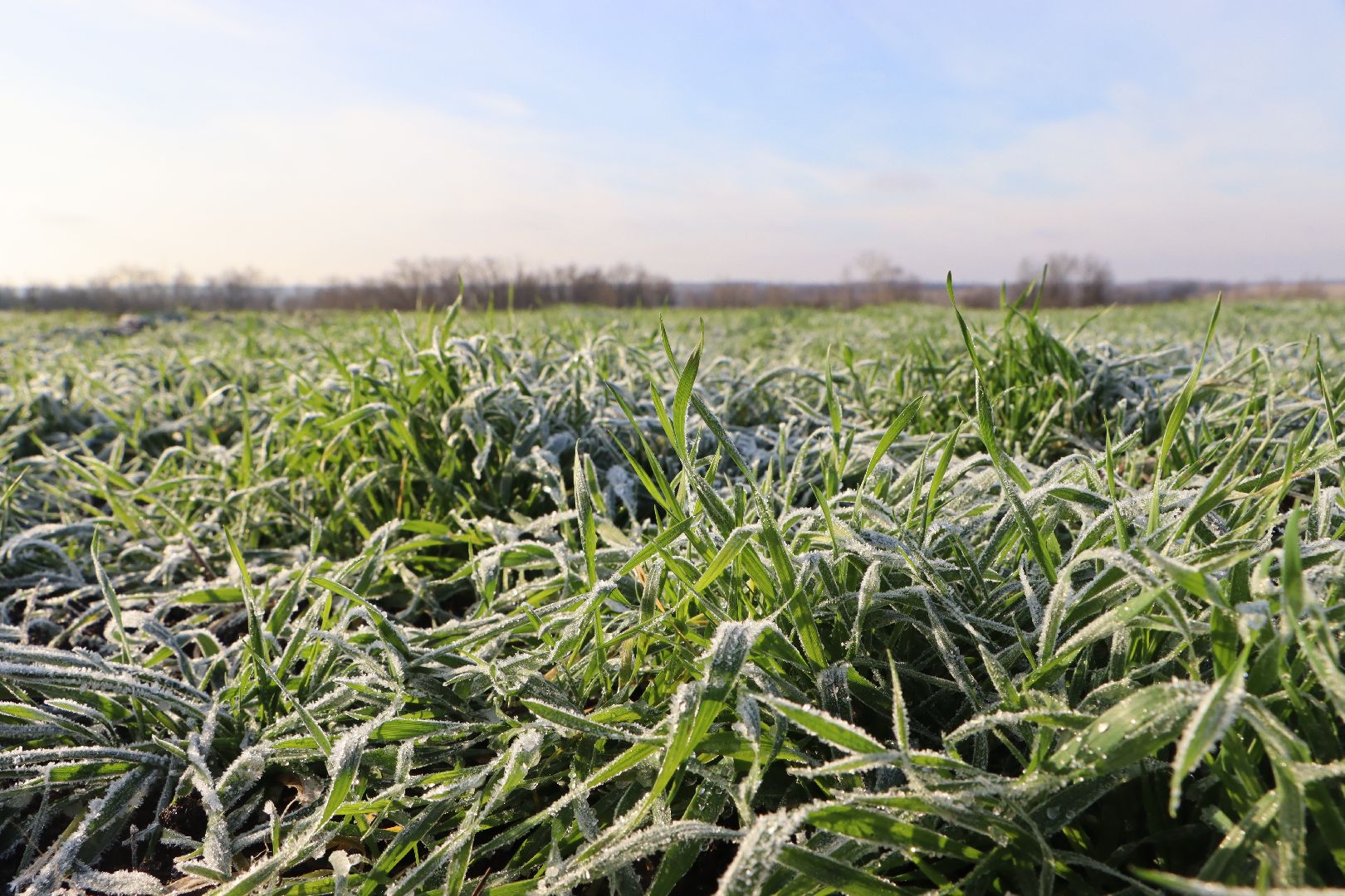 серебряные пруды, урожай 2026, посевная, озимые, рапс, пшеница, сельское хозяйство, растеневодство,