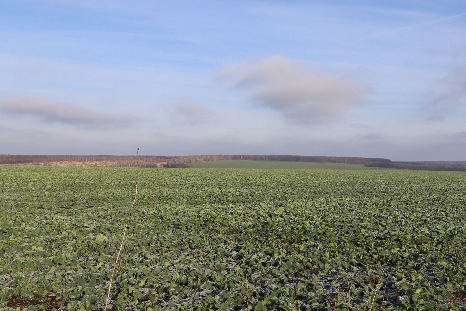 серебряные пруды, урожай 2026, посевная, озимые, рапс, пшеница, сельское хозяйство, растеневодство,