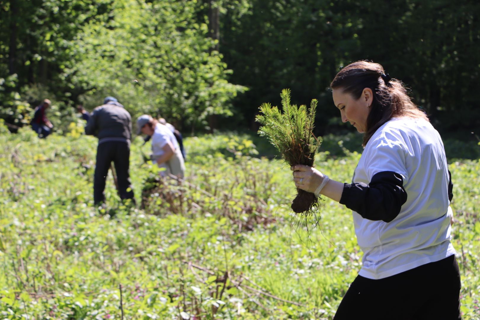 Серебряные Пруды, Лес Победы, акция