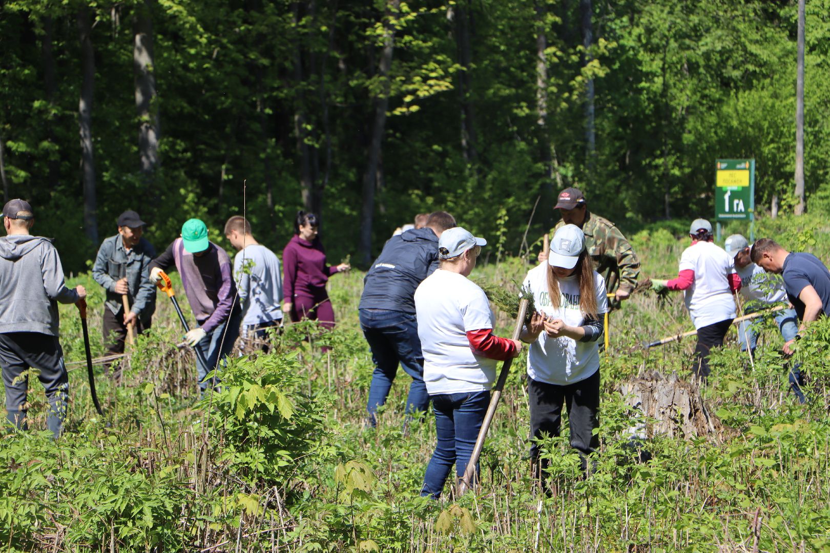 Серебряные Пруды, Лес Победы, акция