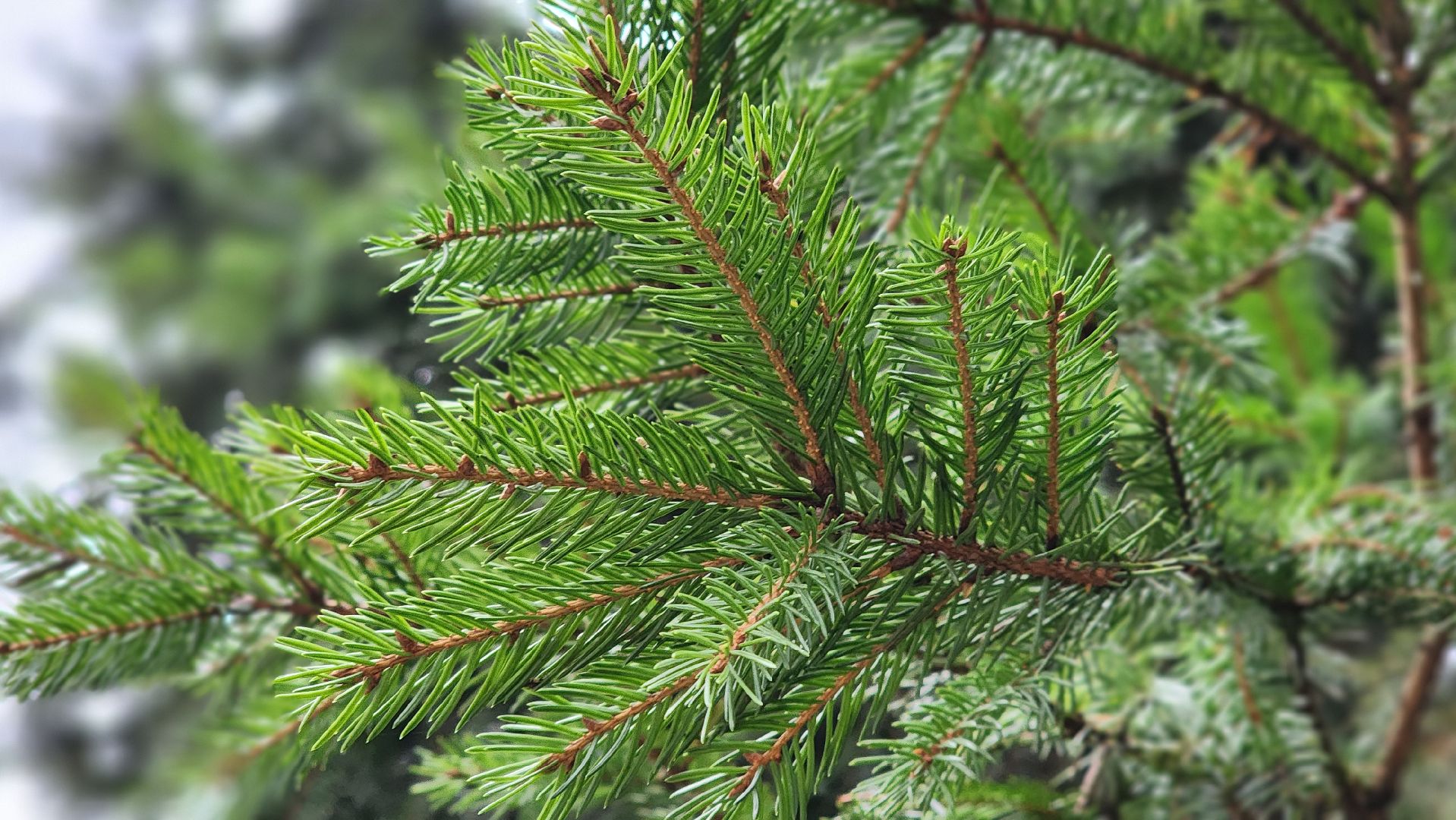 Руза, кремлевская елка, Мосавтодор,