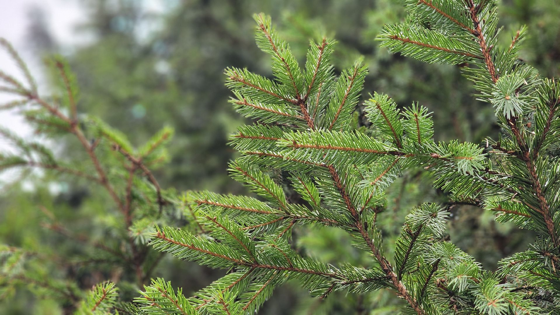 Руза, кремлевская елка, Мосавтодор,