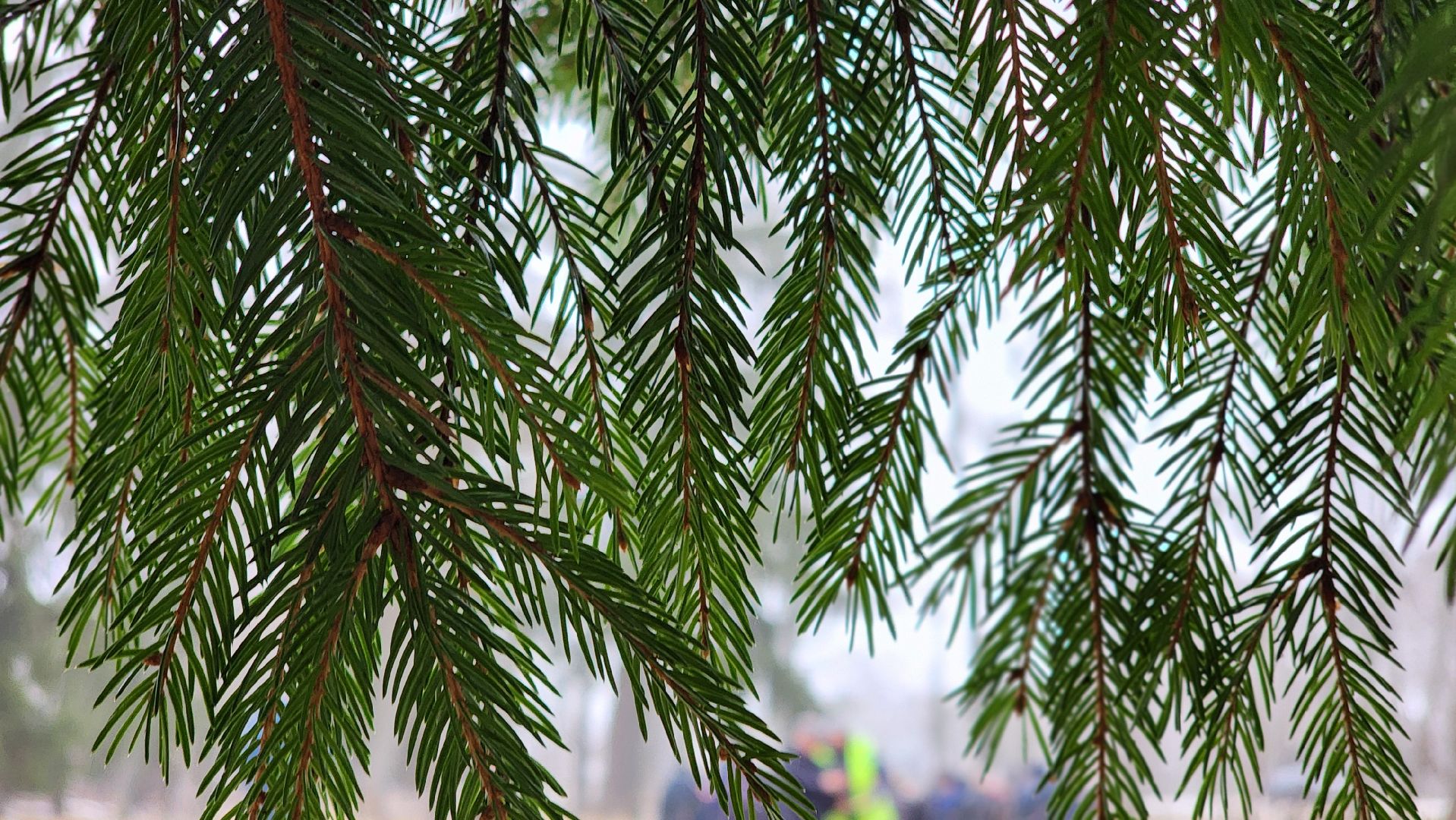 Руза, кремлевская елка, Мосавтодор,