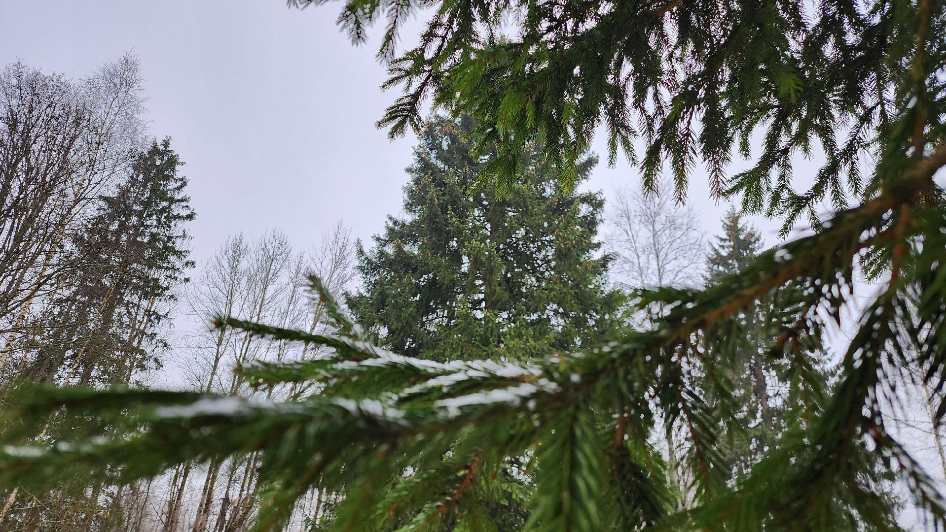 Руза, кремлевская елка, Мосавтодор,