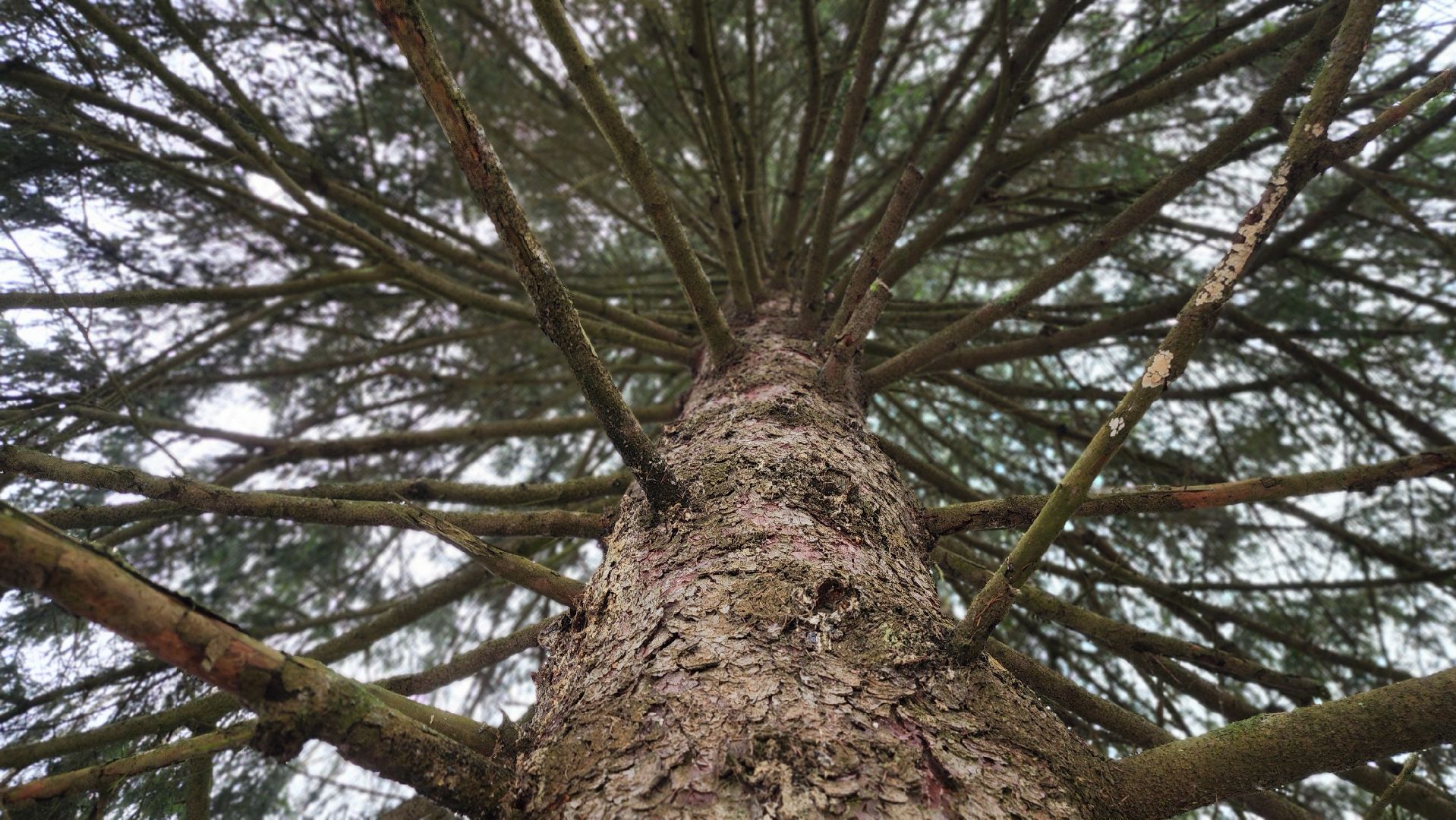 Руза, кремлевская елка, Мосавтодор,