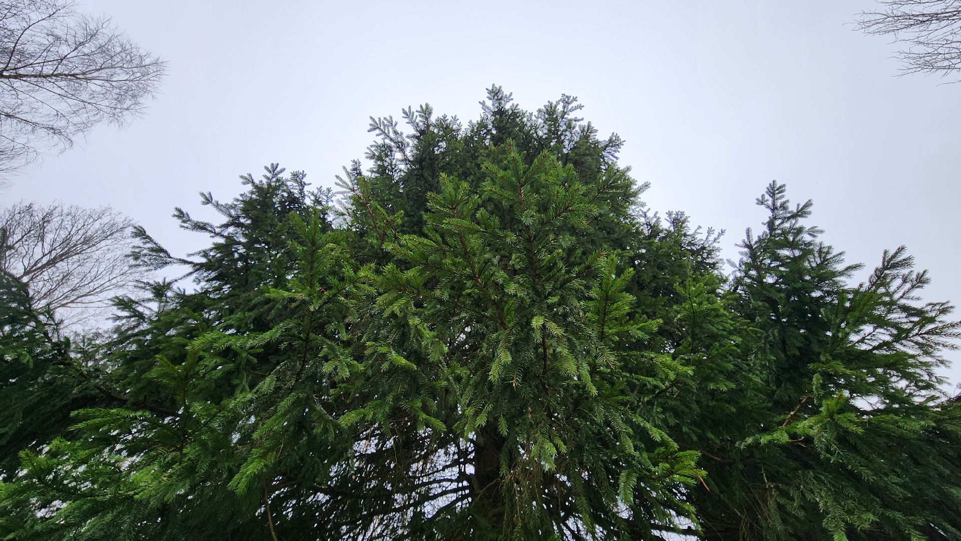 Руза, кремлевская елка, Мосавтодор,