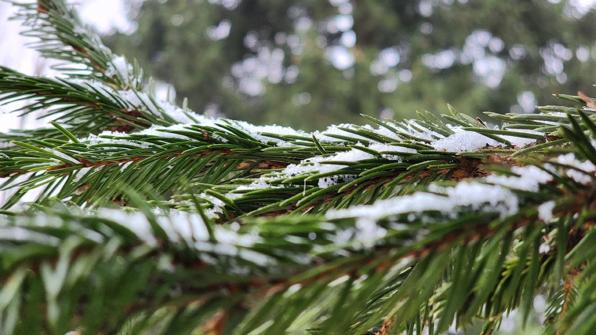 Руза, кремлевская елка, Мосавтодор,