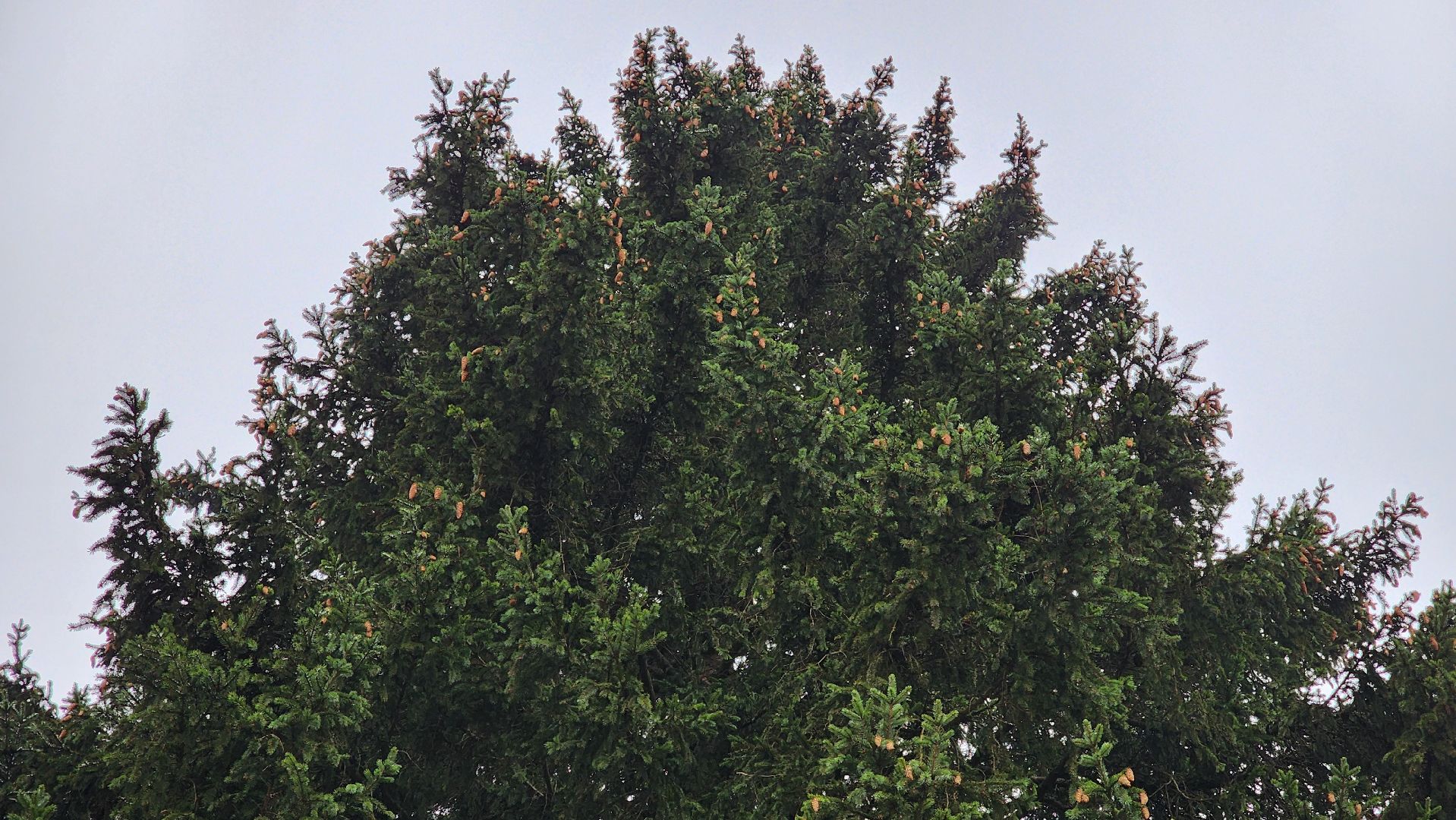 Руза, кремлевская елка, Мосавтодор,