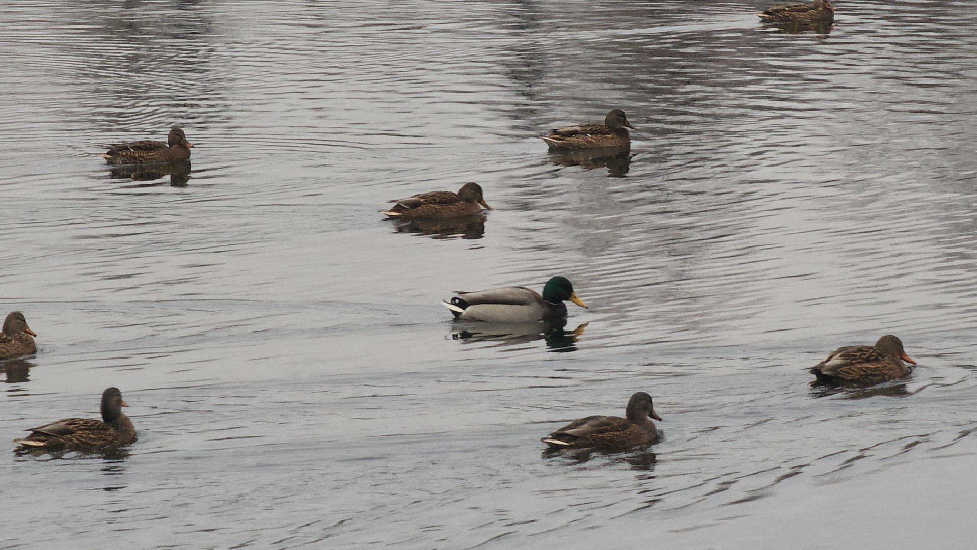 люберцы, малаховское озеро, подготовка к зиме,