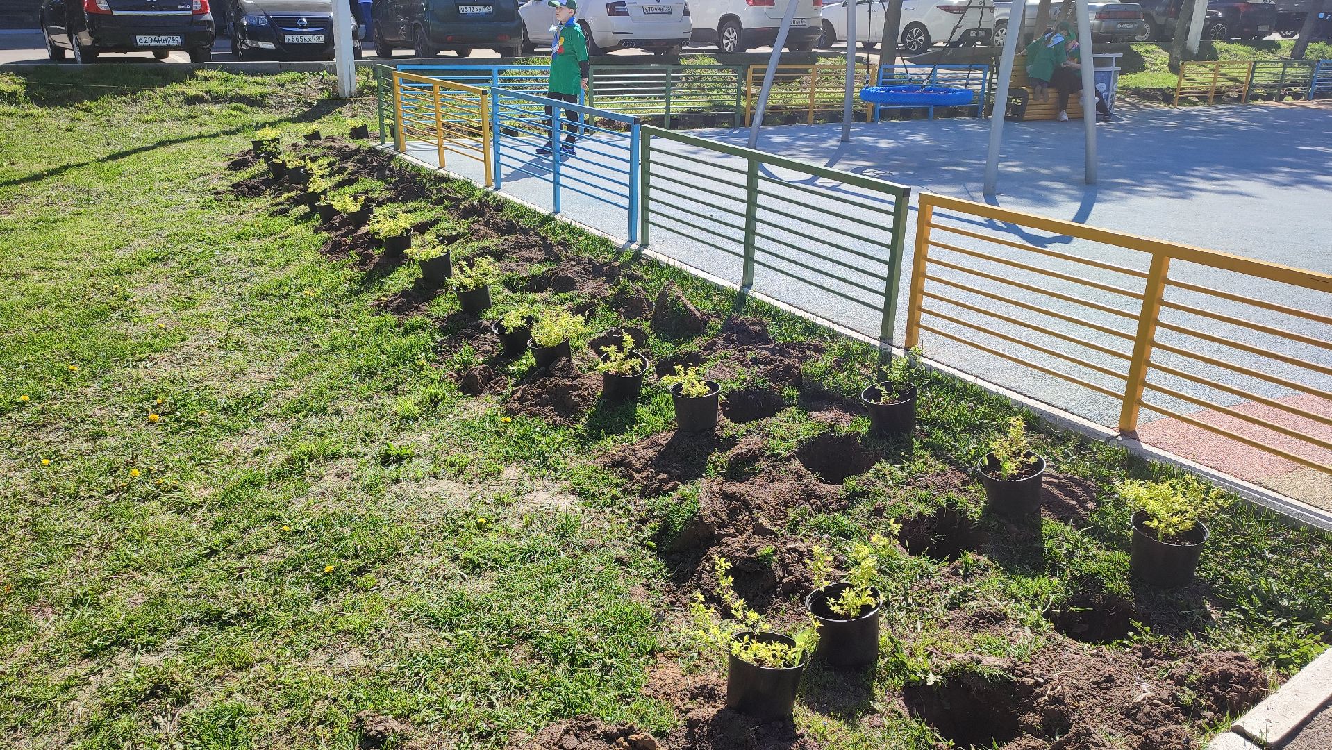 Кашира, лес победы, сад памяти, саженцы, каштан