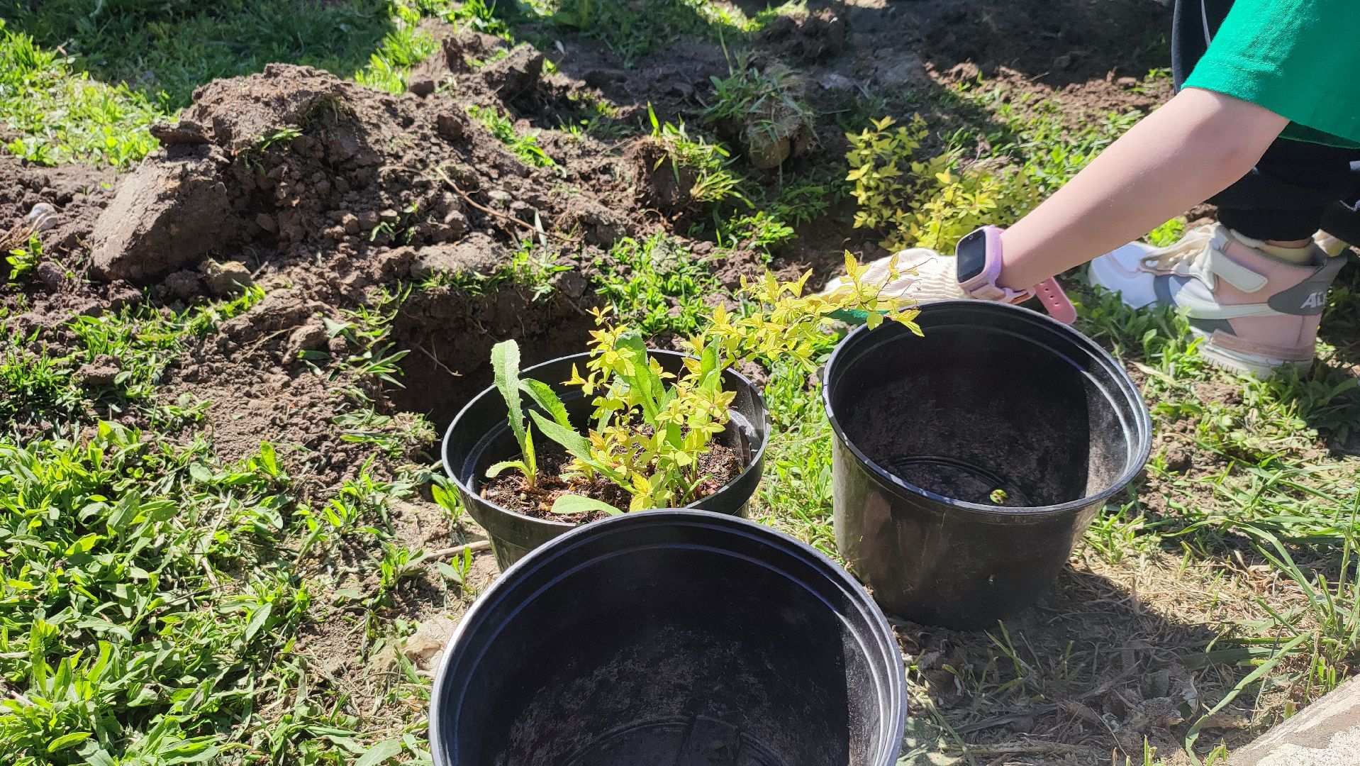 Кашира, лес победы, сад памяти, саженцы, каштан